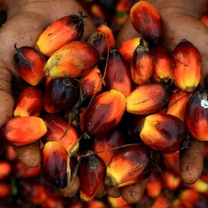 Oil palm