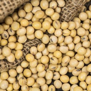 Soyabean